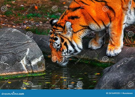 Tiger drinking water stock image. Image of feline, aviary - 261649335