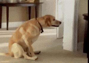 Shaking Dog GIFs - Get the best GIF on GIPHY