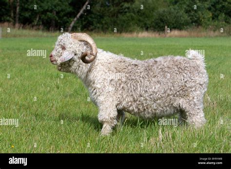 Mohair goat - Angora goat Stock Photo - Alamy