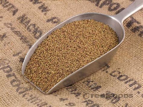 Organic Alfalfa Seed Special Sprouting from Real Foods Buy Bulk Wholesale Online