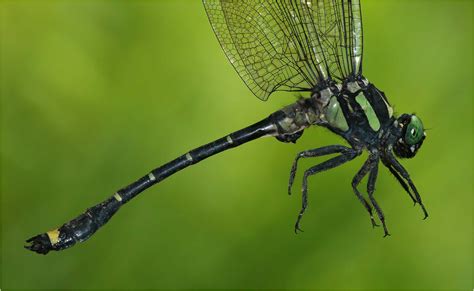 Gomphidae & Chlorogomphidae, Vietnam