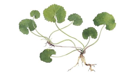 Centella Asiatica Flower/Leaf/Stem Extract - Weleda