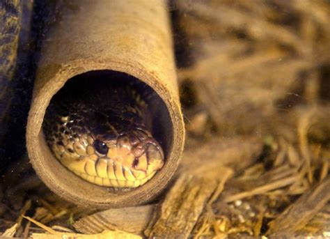 Hatching a plan for survival: Zoo awaits arrival of baby pine snakes so ...