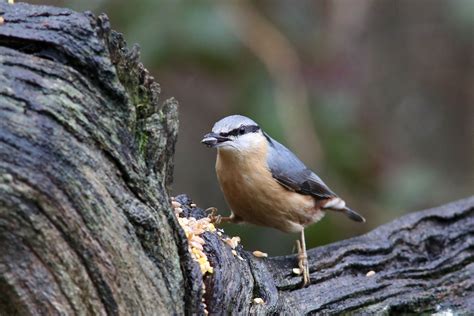 Nuthatch