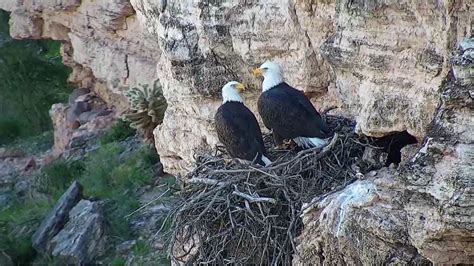 Arizona Game and Fish launches live stream of Lake Pleasant bald eagle nest