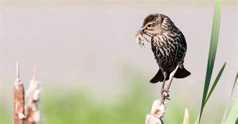 Red-Winged Blackbird Behavior - AnimalBehaviorCorner