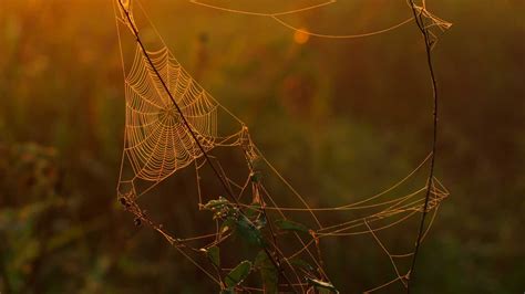 Huntsman Spider: Habitat, Behavior, and Interesting Facts