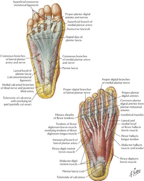 Foot Anatomy Plantar Fascia Abba Humananatomy | The Best Porn Website