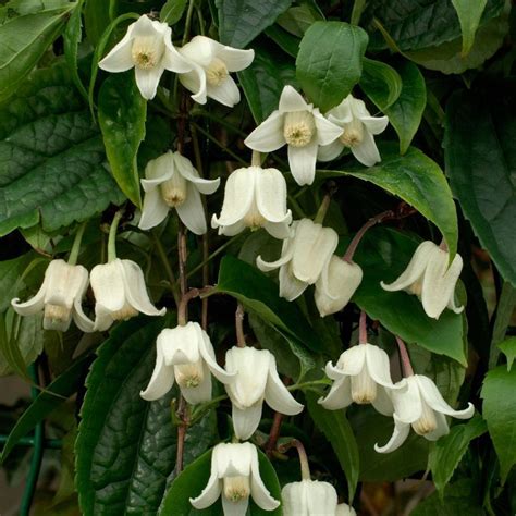 Clematis Winter Beauty (kleine klokvormige witte bloemen, glockenförmige weiße Blüten, small ...