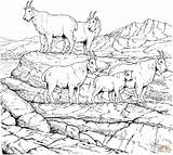 Mountain goat Herd coloring Page  Free Printable Coloring Pages sketch template