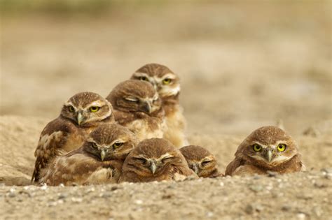 Burrowing Owls: Howdy Birds | BirdNote