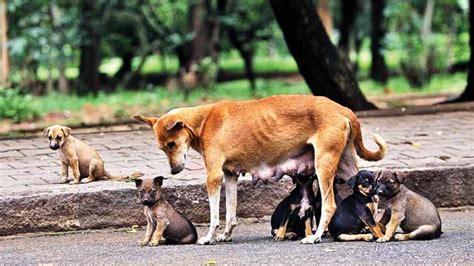 Stray dog menace hits Bhayander residents