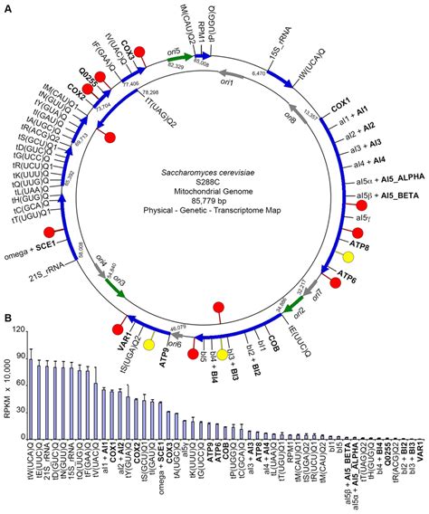 The transcriptome of yeast S288C mitochondria. (A) Physical, genetic,... | Download Scientific ...