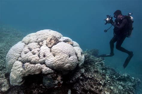 Large Sections of Australia’s Great Reef Are Now Dead, Scientists Find ...