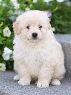 Eskipoo (American Eskimo Poodle Mix) Info, Temperament, Puppies, Pictures, Video