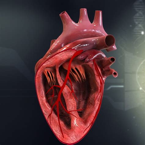 3d Human Heart Anatomy Model