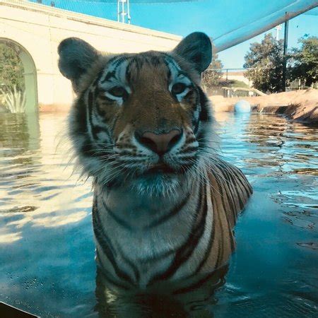 Mike the Tiger Habitat - Picture of Mike the Tiger Habitat, Baton Rouge ...