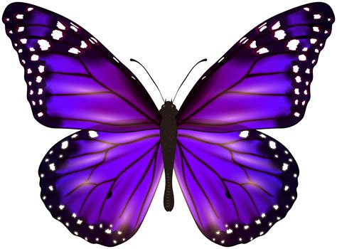 Purple butterfly png clipart