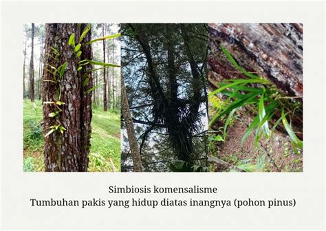 Keanekaragaman Ekosistem di Hutan Pinus Halaman 1 - Kompasiana.com