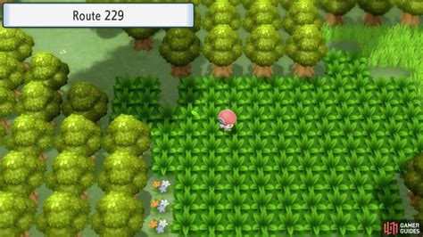 Route 229 (Encounters & Items) - Postgame Areas - Postgame | Pokémon ...