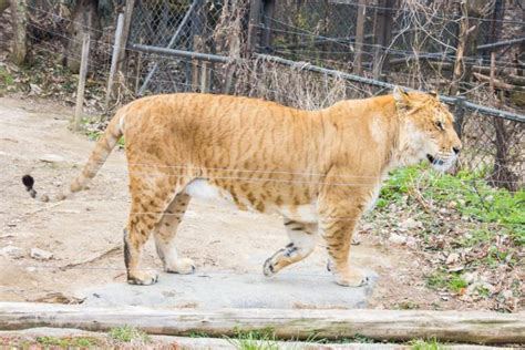 LIGER Panthera: 18 Astonishing Liger Facts - Fact Animal