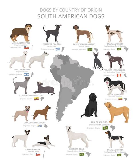 Dogs by Country of Origin. South American Dog Breeds Stock Vector - Illustration of indian ...