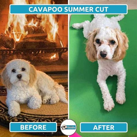 Cavapoo Haircuts: Before & After Grooming Style Photos!