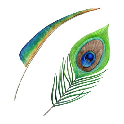 Peacock Feather PNGs for Free Download
