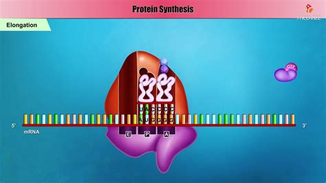 Bacterial Protein synthesis Animation - Initiation, Elongation and Termination - YouTube