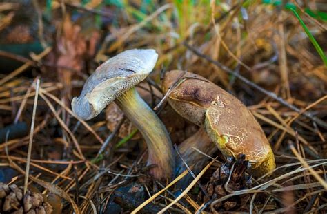 Premium Photo | Small edible autumn mushrooms honey agarics growing in ...