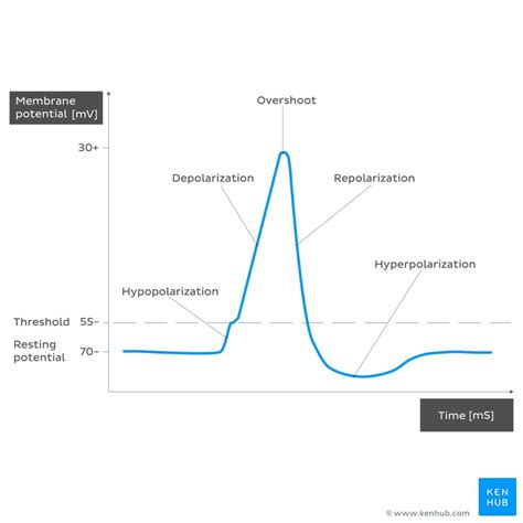 Action potential - Definition, Steps, Phases | Kenhub