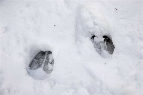 Elk Tracks: Identification Guide for Snow, Mud, and More - A-Z Animals