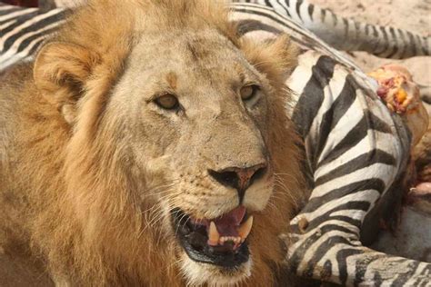 Lion Eating Zebra | Flickr - Photo Sharing!