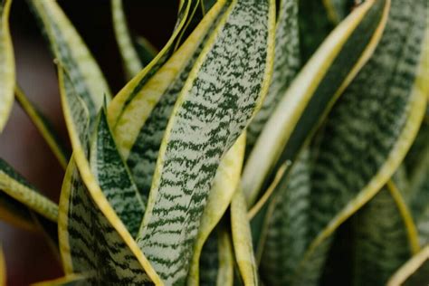 5 Common Reasons Your Snake Plant is Drooping and How to Fix It - Petal Republic