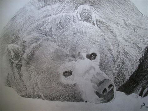 Grizzly Bear Original Pencil Sketch By Pigatopia by Shannon Ivins