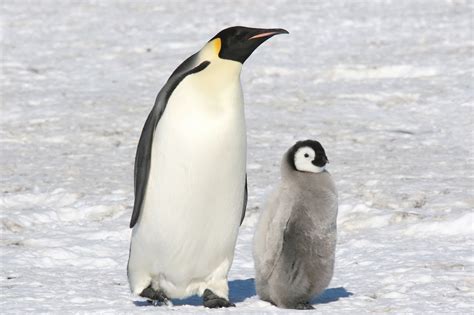 Lifestyle Of Emperor Penguins