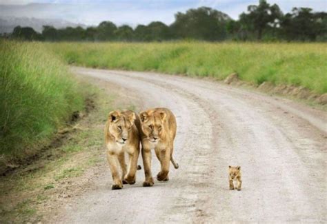 Baby Wild Animals Wallpapers - Top Free Baby Wild Animals Backgrounds - WallpaperAccess