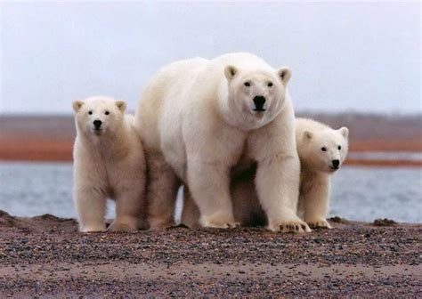 Free picture: polar, bear, female, young, cubs, ursus maritimus