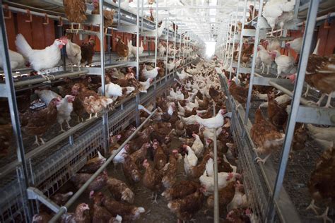 Walmart just promised to source only cage-free eggs. Here's what that ...