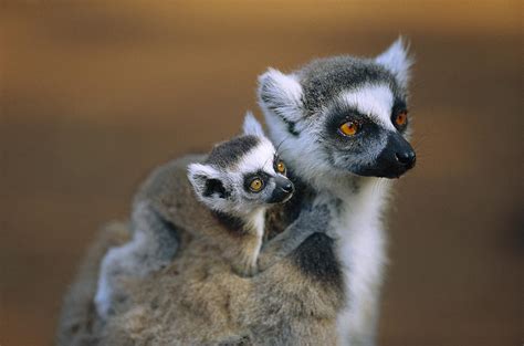 Ring-tailed Lemur Mother Carrying Baby Photograph by Cyril Ruoso - Pixels