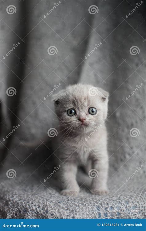 Scottish Fold Kitten on Grey Background. Lop-eared Cat Stock Image - Image of nature, lopeared ...