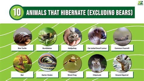 10 Animals That Hibernate, Which Aren’t Bears | AZ Animals