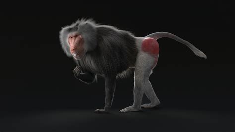 ArtStation - Baboon