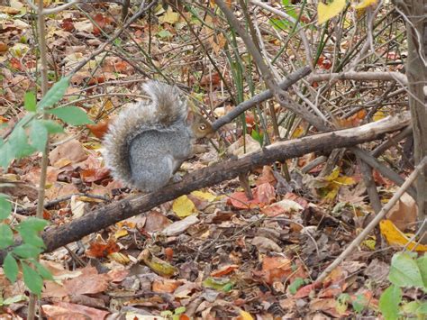 Pennypack park | Fall friends, Park, Wildlife