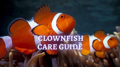 ≡ Clownfish Care: Tips on How to Care of Clownfish on Aquarium?