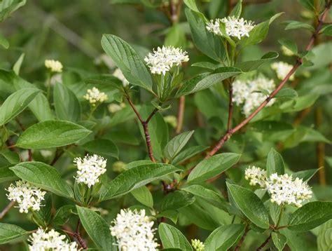 Garden Highlights | Minnesota Landscape Arboretum