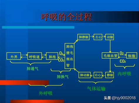 動物呼吸的過程和呼吸器官 - 每日頭條