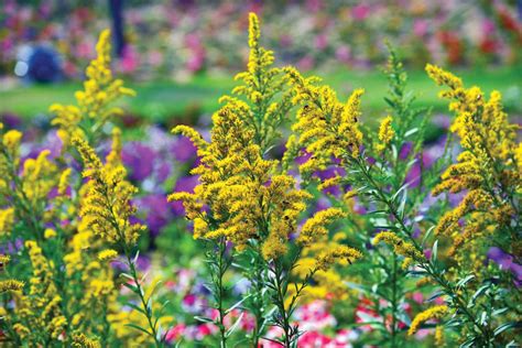 Top 15 Fall Blooming Flowers for a Perennial Garden