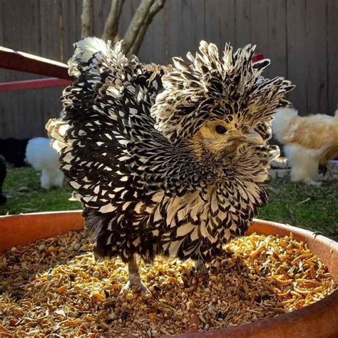 9 Hottest Fancy Chicken Breeds If You Want To Start A Coop