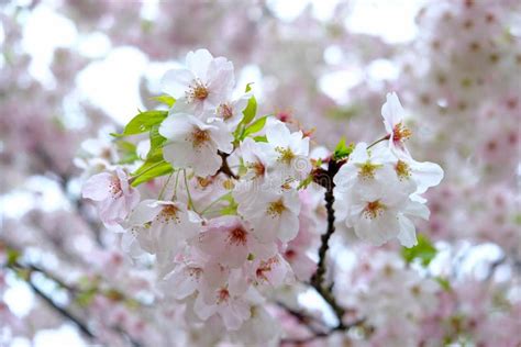 Fully-bloomed Cherry Blossoms at Gongendo Park in Satte,Saitama,Japan ...